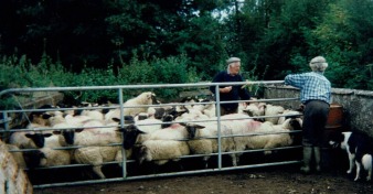 Pat-Mike-Gavin-Spraying-Sheep